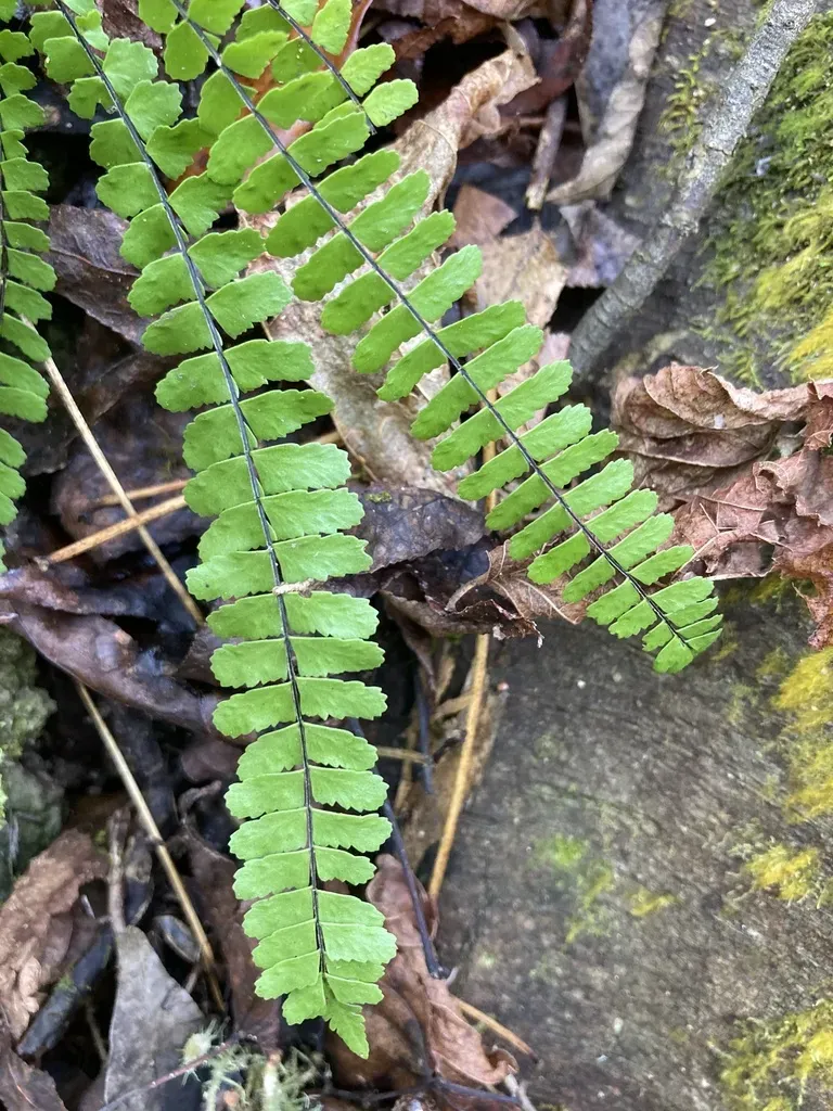 Varicolored Spleenwort