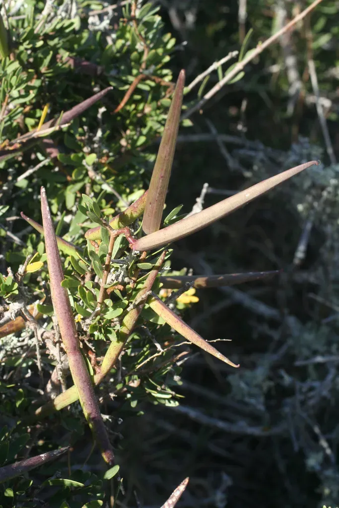 Milkweed