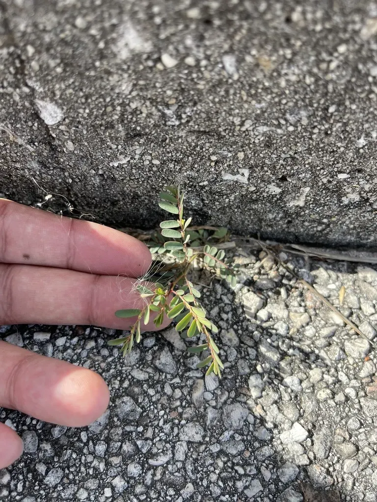 Drummond's Leaf-flower