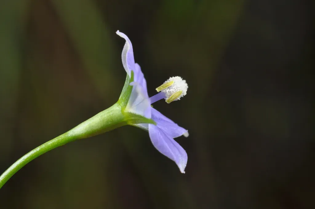New Zealand Bluebell