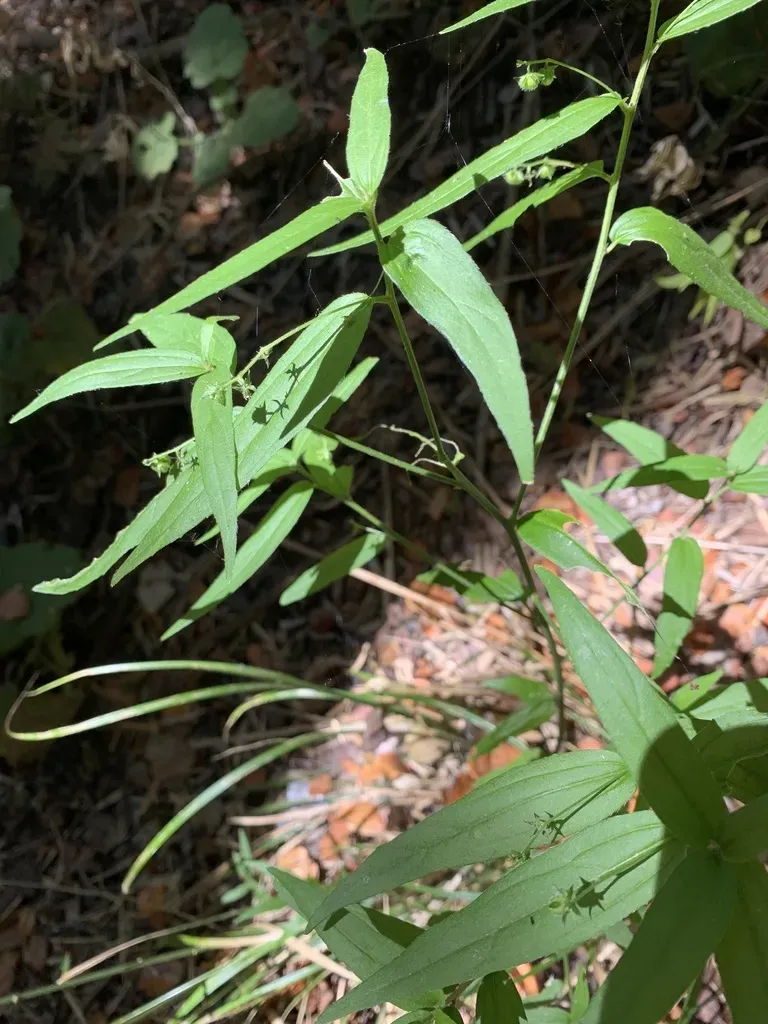 Chiropetalum Tricuspidatum