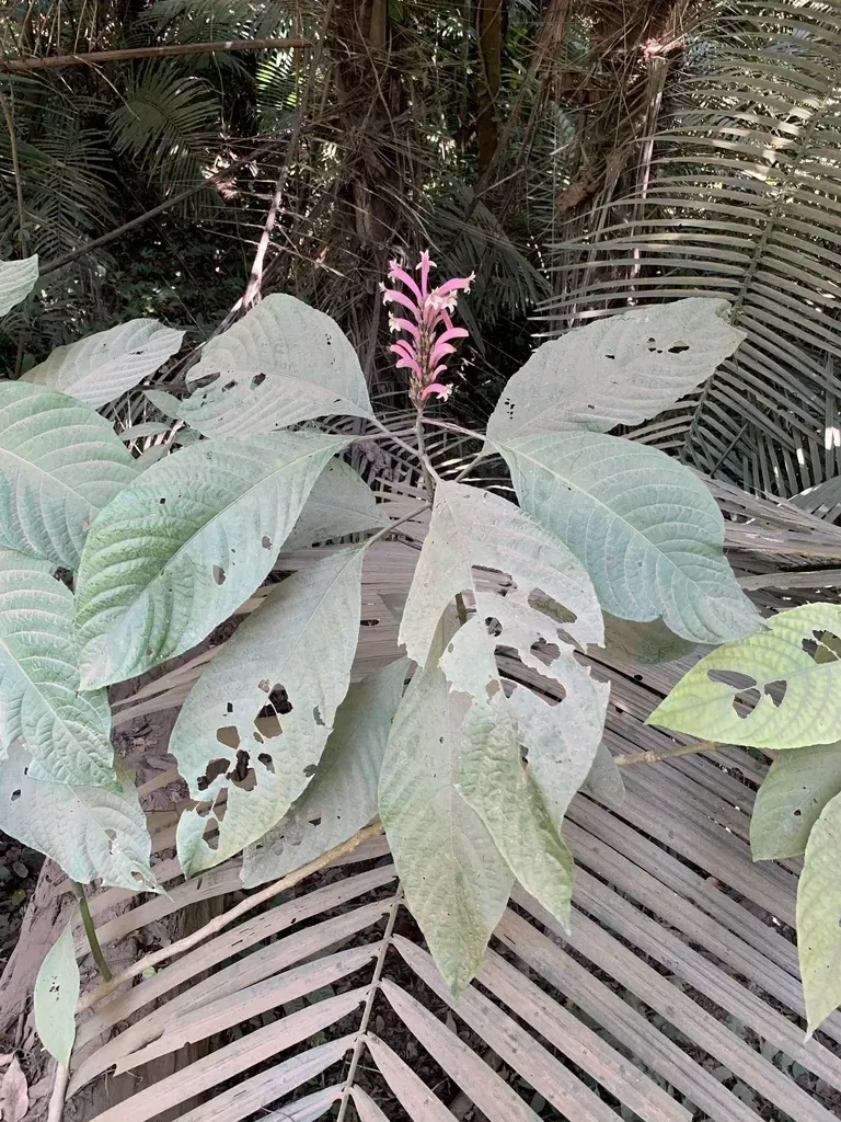 Phlogacanthus Curviflorus