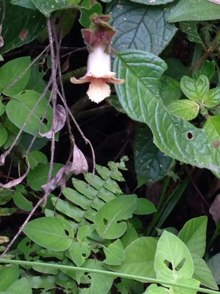 Drymonia Alloplectoides