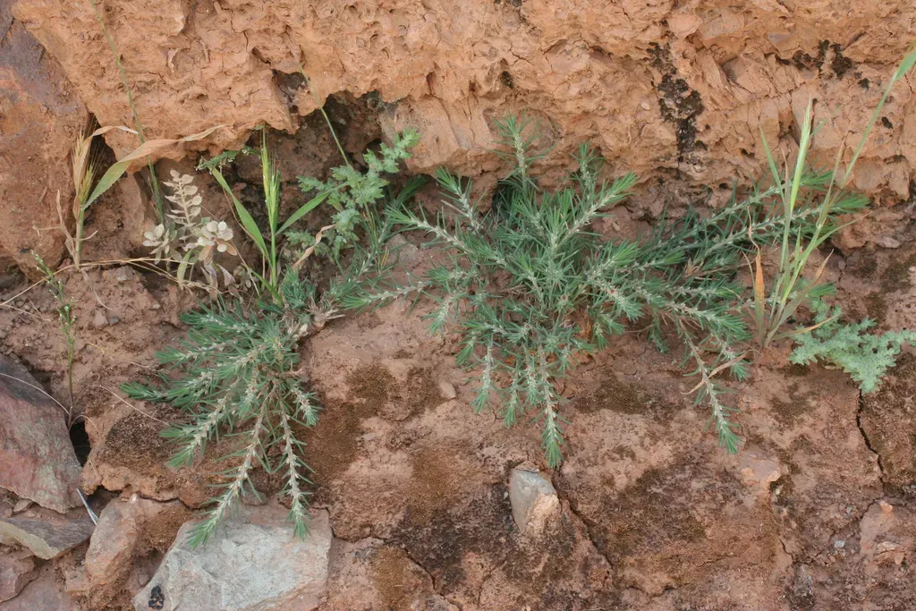 Polycnemum Fontanesii