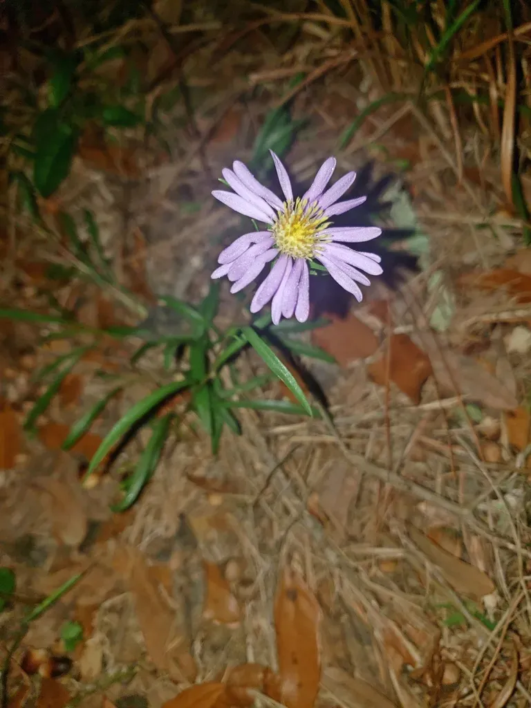 Southern Prairie Aster