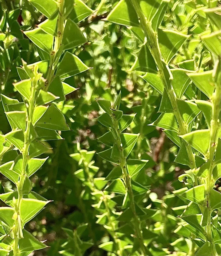 Coastal Dune Wattle