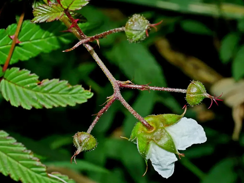Rubus Linearifoliolus