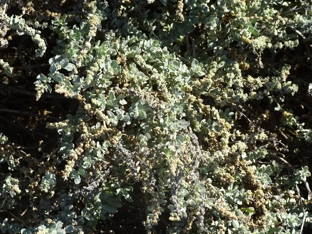 Waxy Saltbush