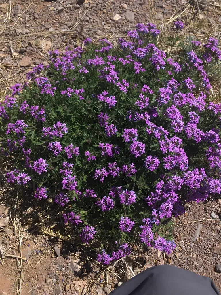 Broad-lobe Mock Vervain