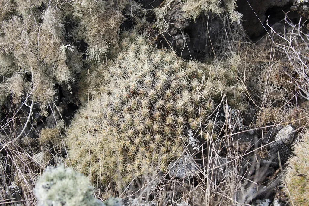 Echinocereus Maritimus