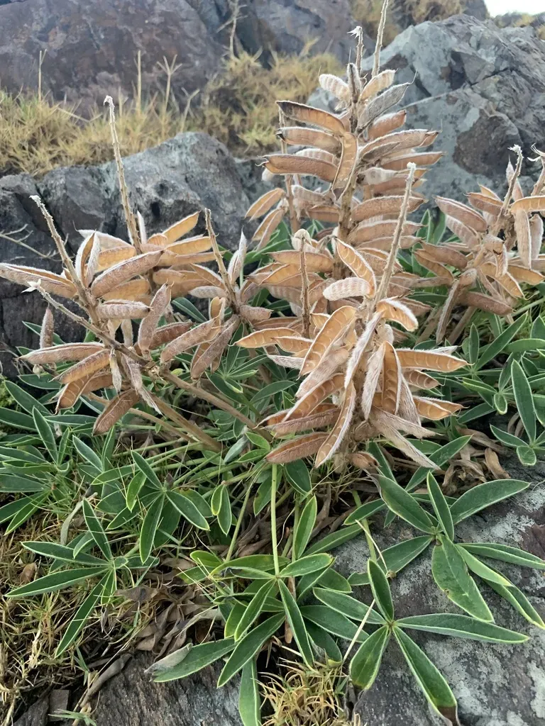 Lupinus Multiflorus