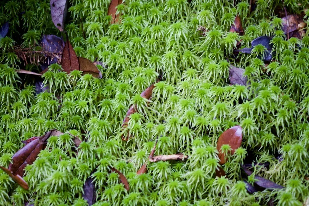Sphagnum Cuspidatulum