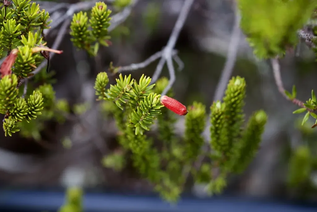 Rhododendron Ericoides