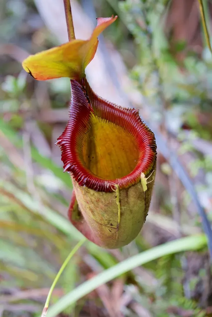 Kinabalu Pitcher-plant