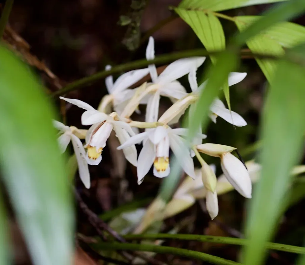 Coelogyne Hirtella