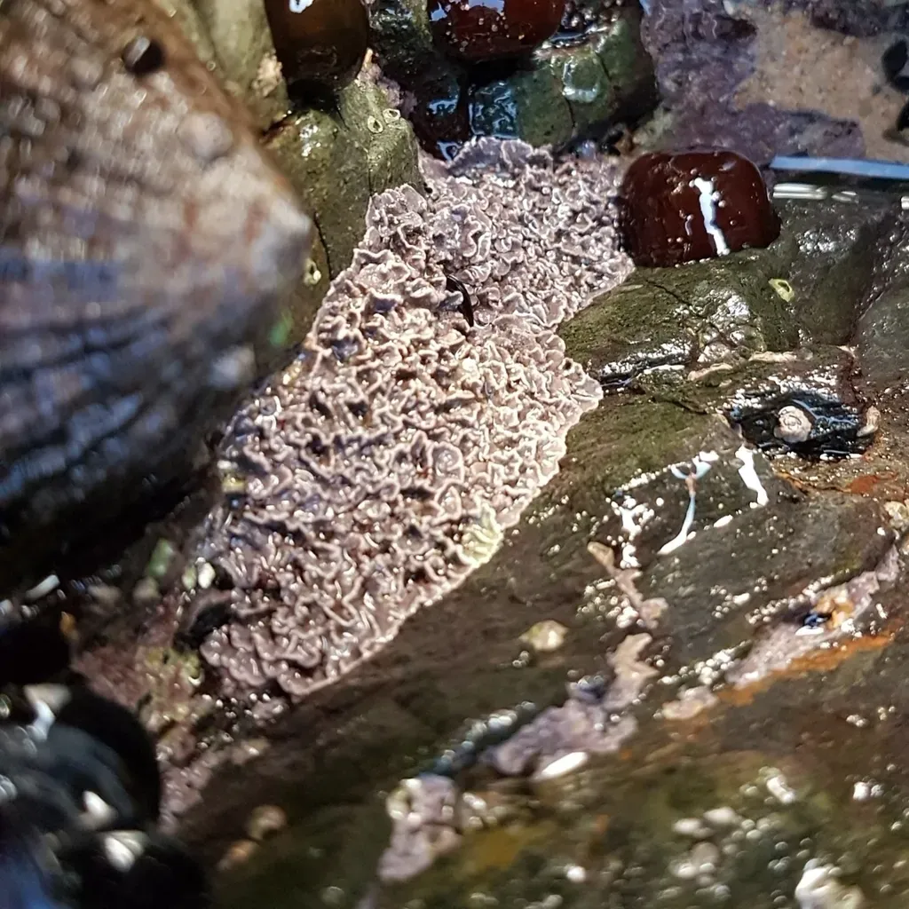 Coralline Crust Algae