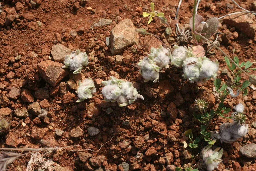 Bombycilaena Discolor