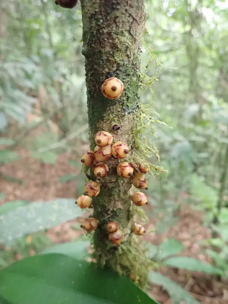 Apodanthes Caseariae