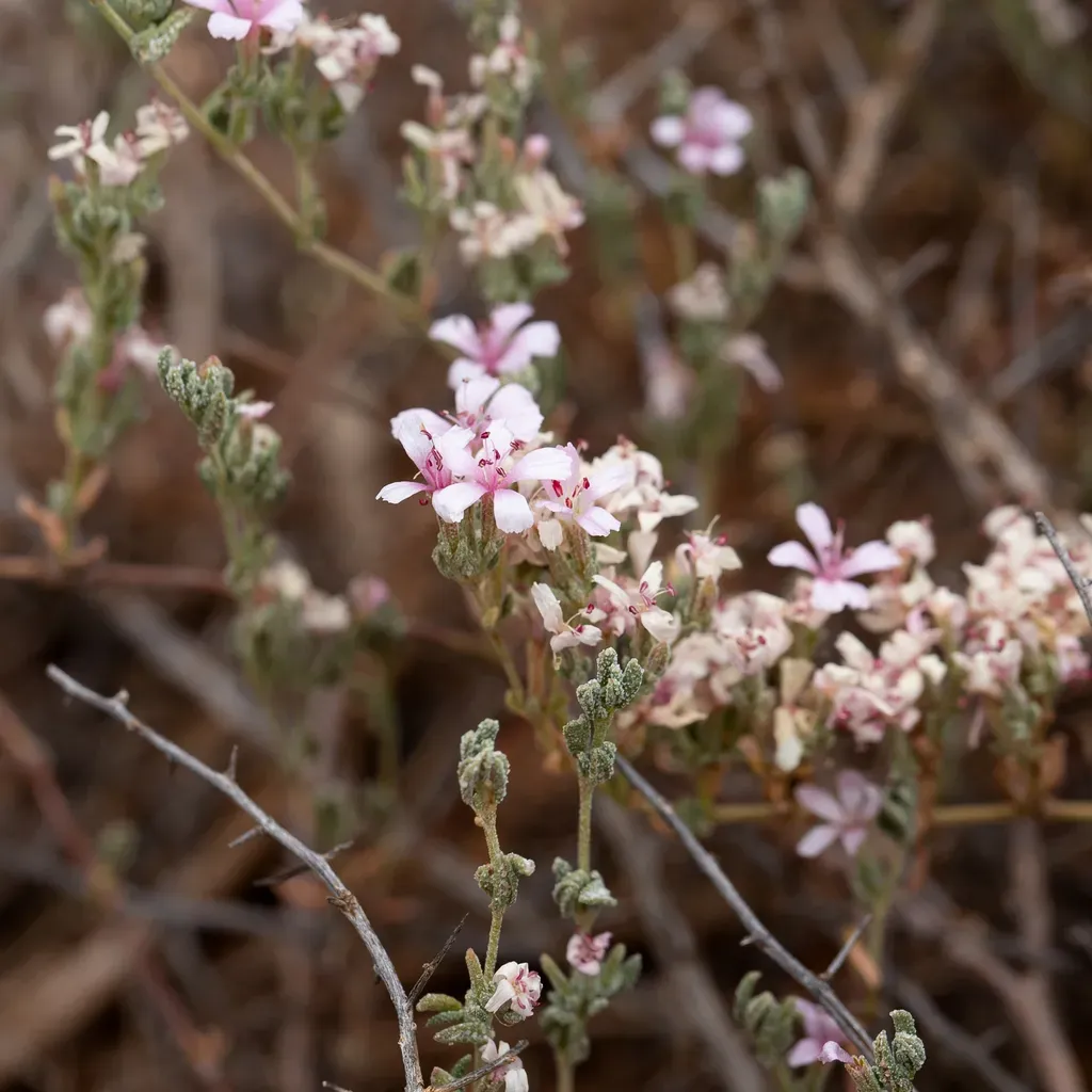 Bristly Sea-heath