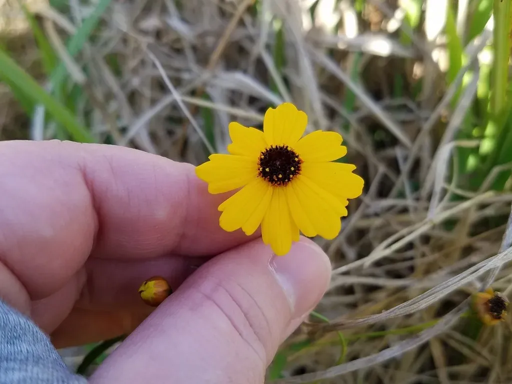 Coreopsis Palustris