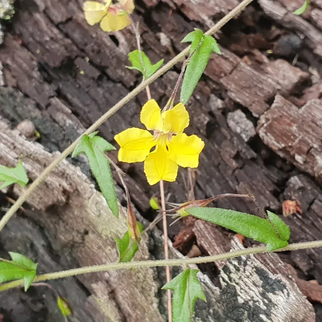 Variable-leaved Goodenia