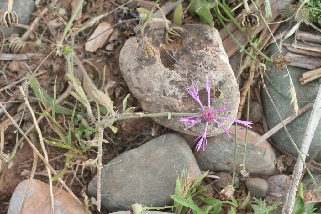 Morocco Knapweed