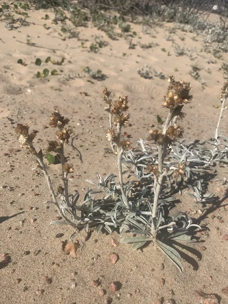 Narrowleaf Everlasting