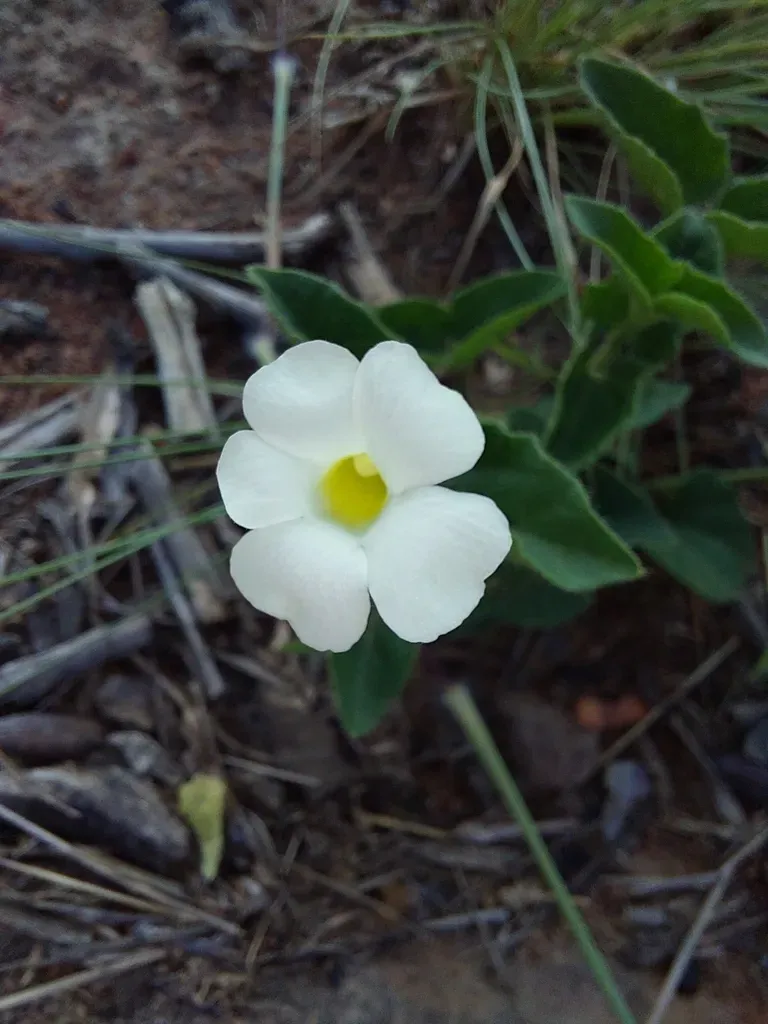 Squarebase Clockvine