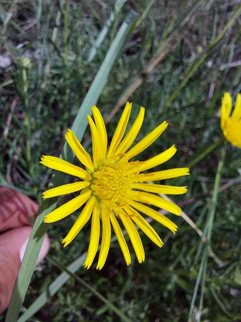 Roessleria Bechuanensis