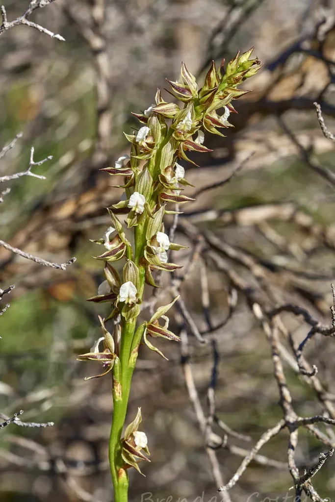 Southern Leek Orchid