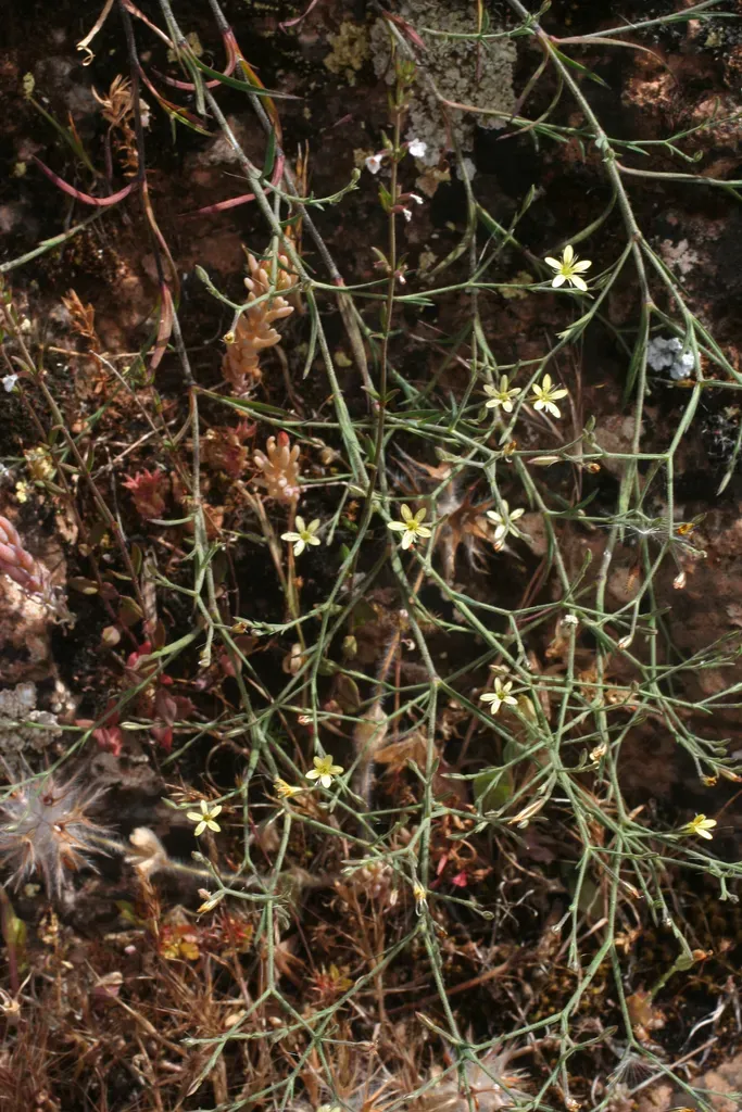 Petrorhagia Illyrica