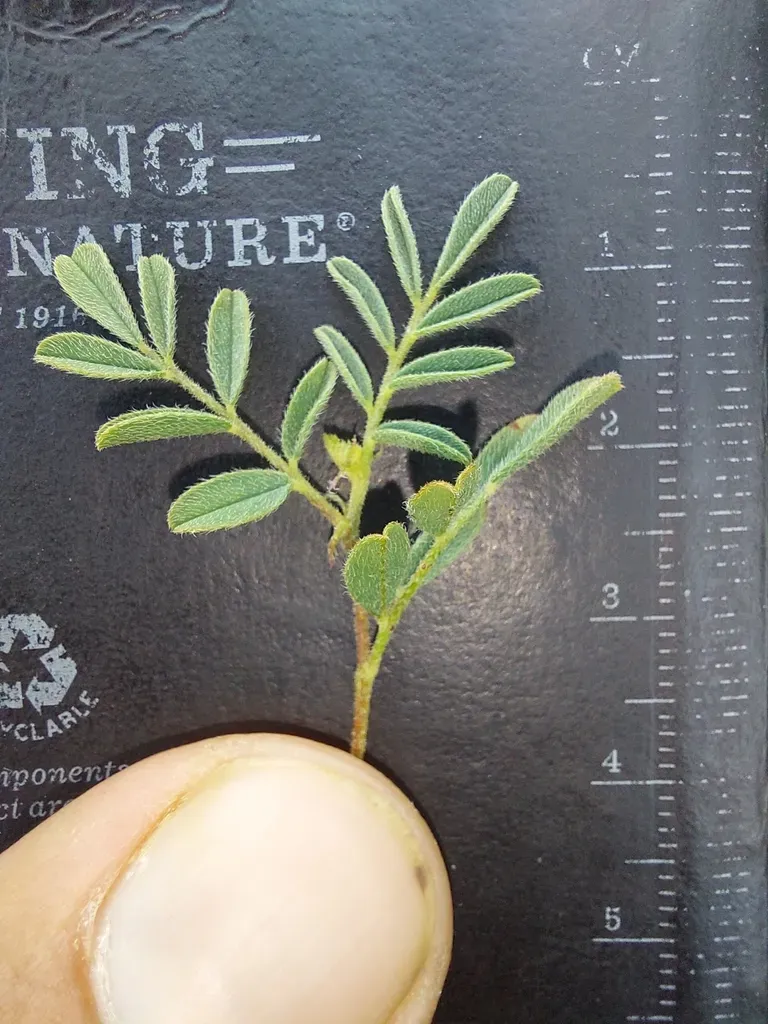 Indigofera Daleoides