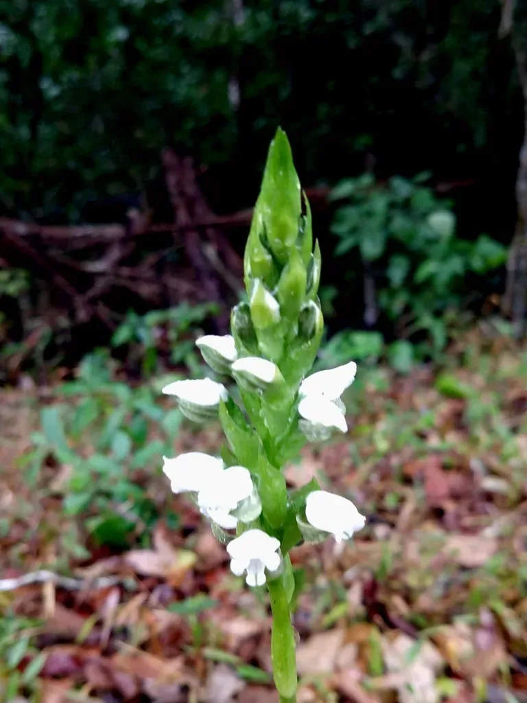 Aulosepalum Hemichrea