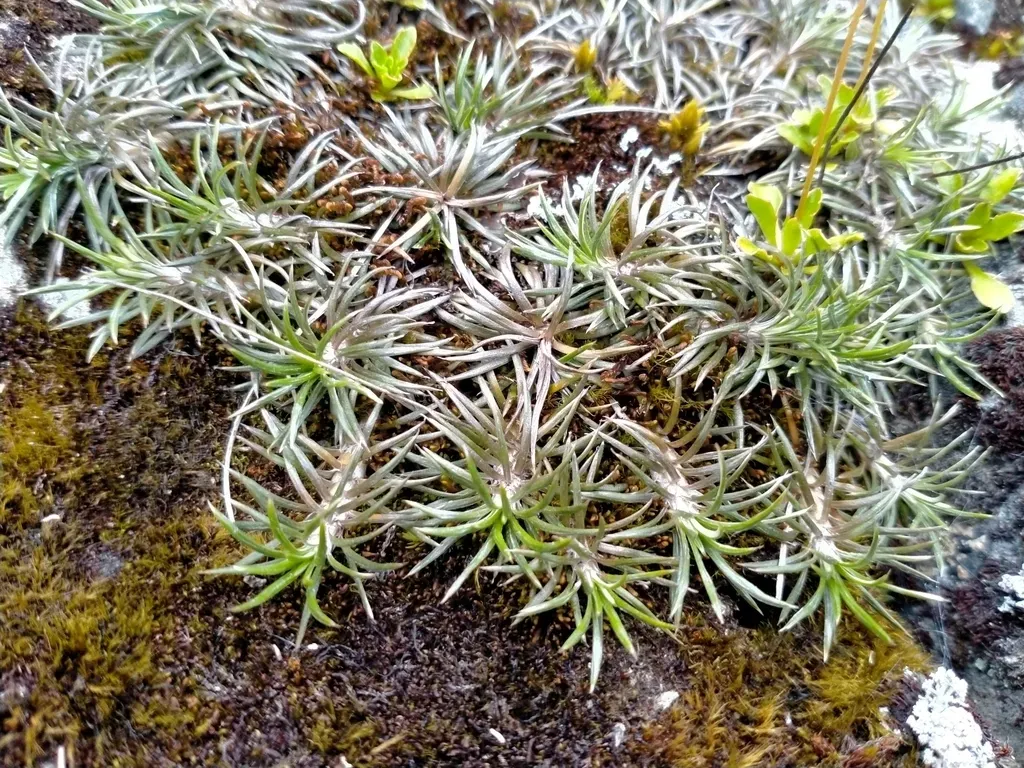 Needle-leaved Mountain Daisy