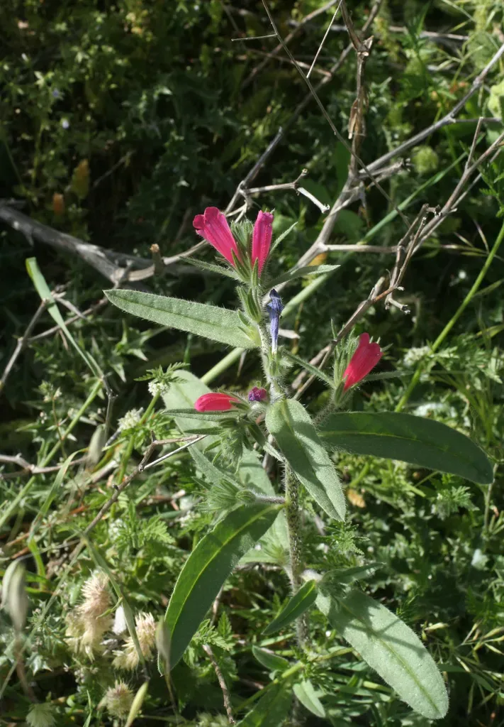 Cretan Viper's-bugloss