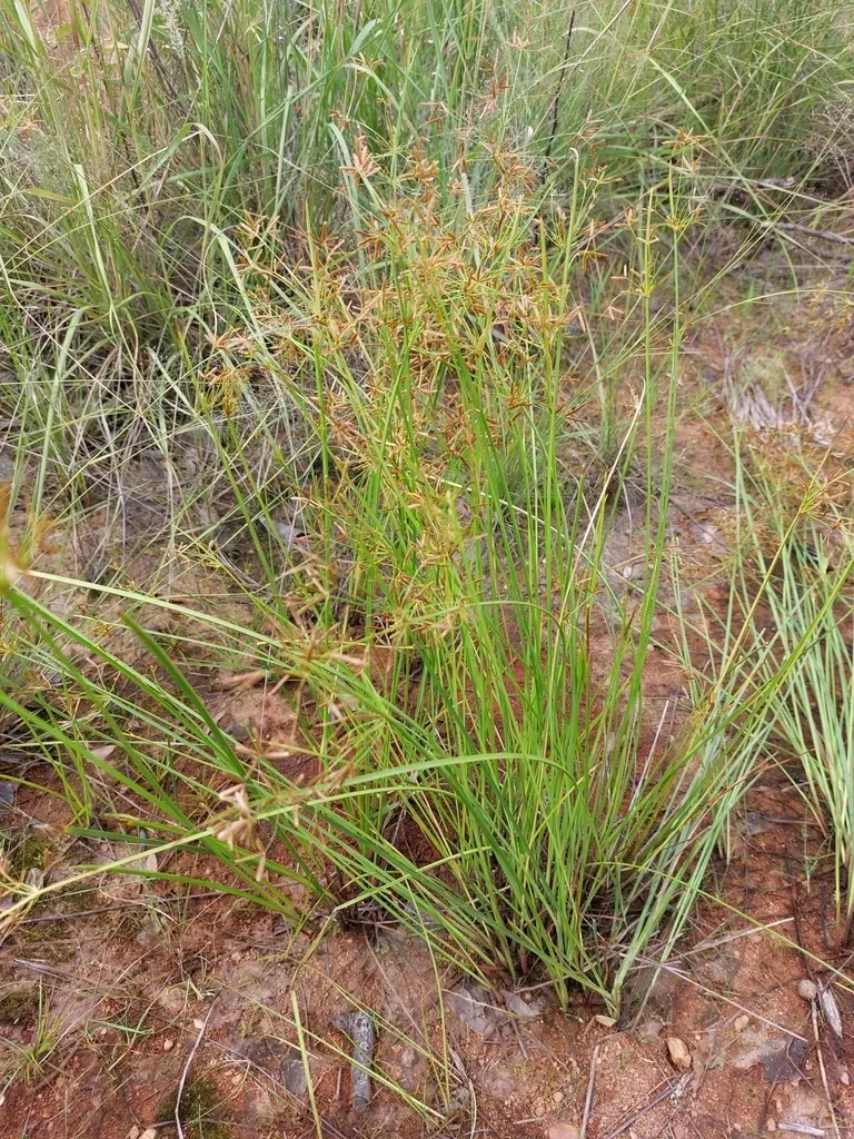 Cyperus Denudatus