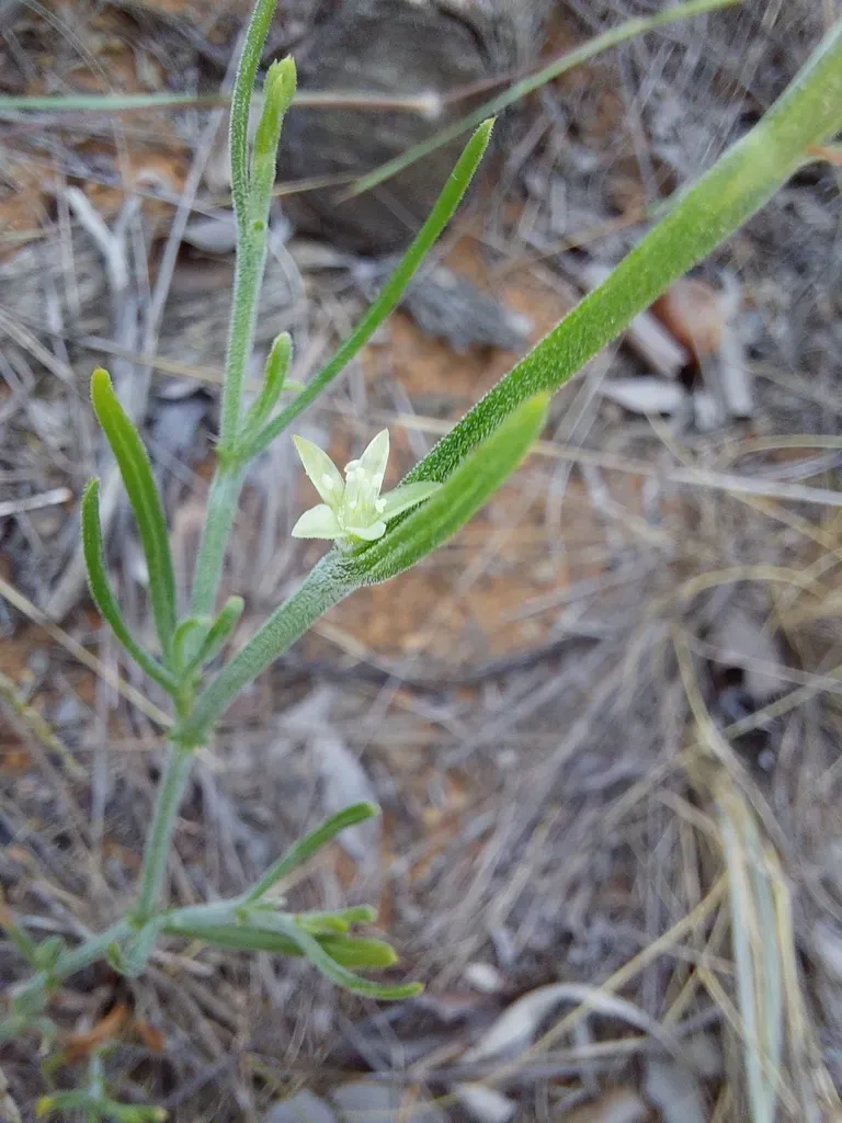 Oxygonum Dregeanum