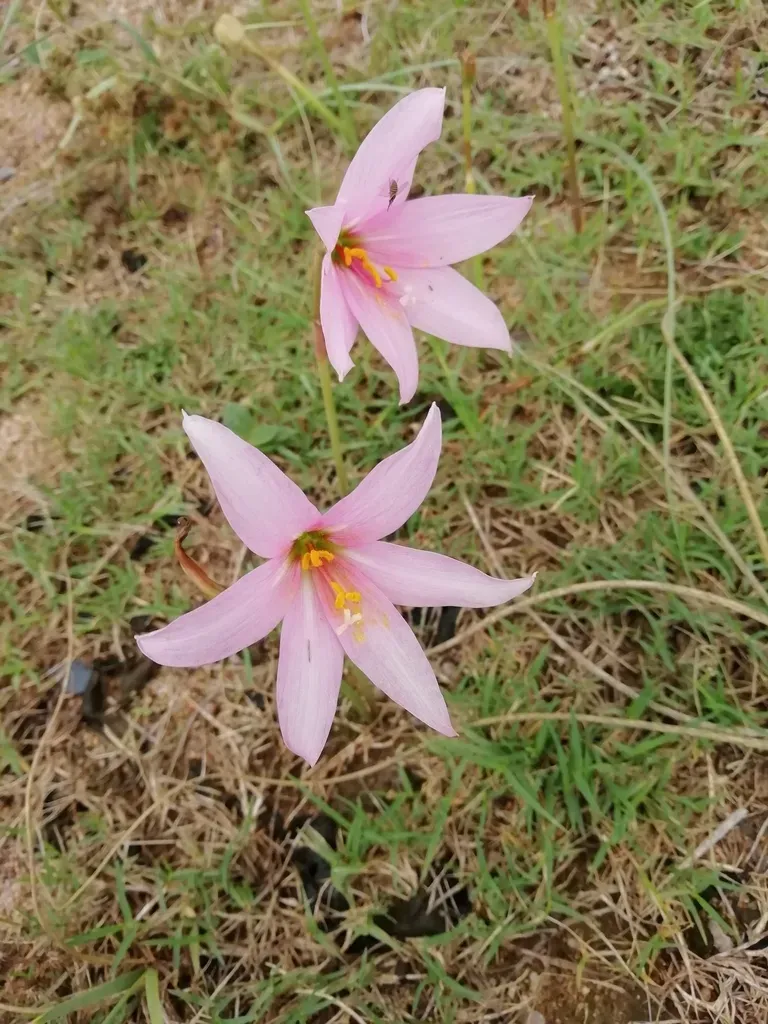 Zephyranthes Gracilifolia