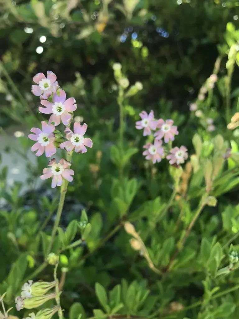 Beach Catchfly