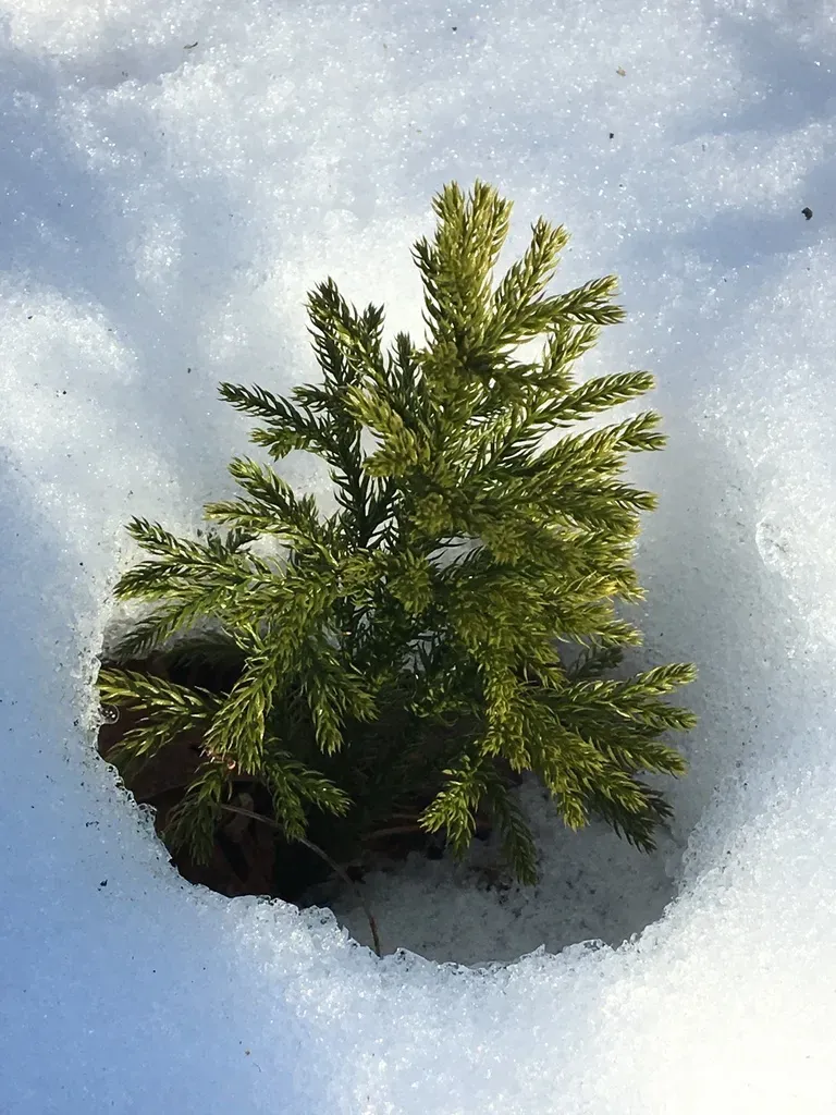 Hickey's Tree-clubmoss