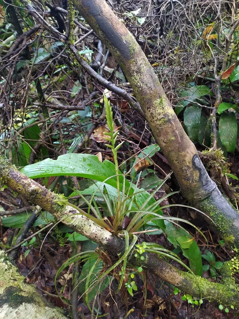 Lemeltonia Monadelpha