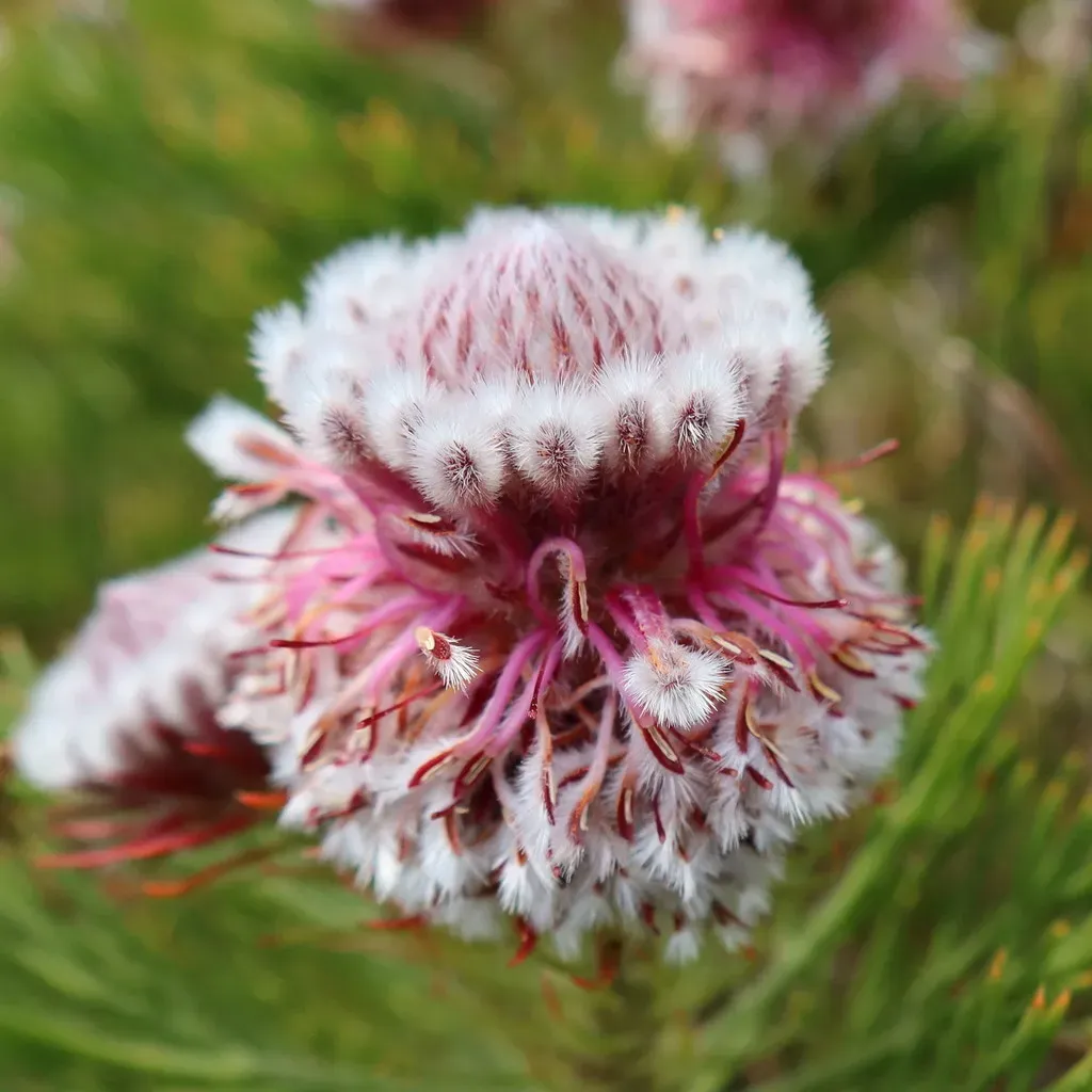 Swartkops Spiderhead