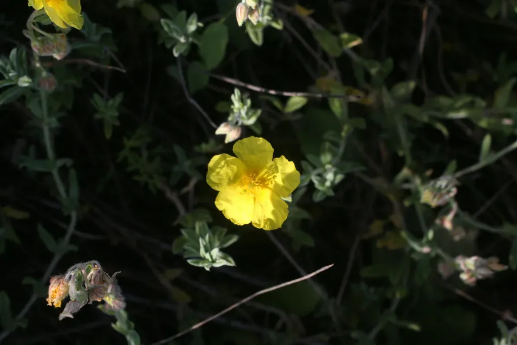 Helianthemum Helianthemoides