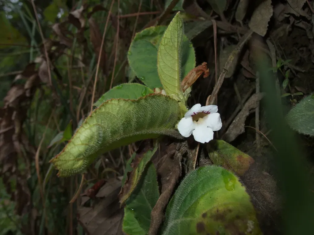 Nautilocalyx Ecuadoranus