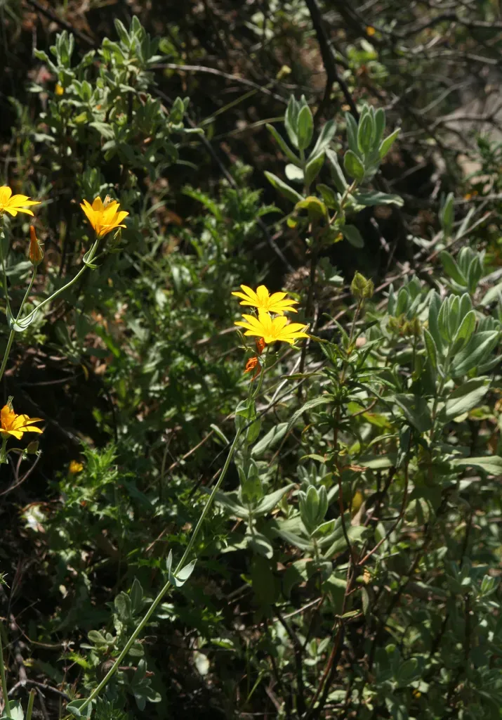 Blackstonia Grandiflora