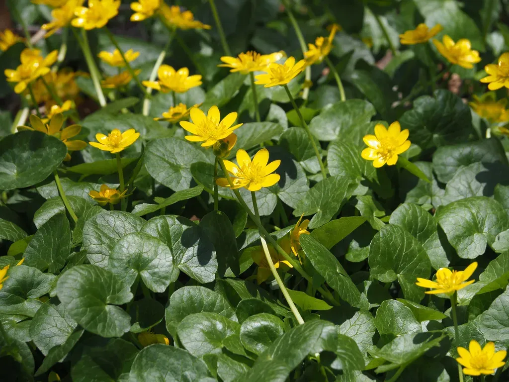 Lesser Celandine
