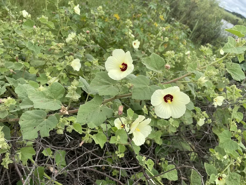 African Swampmallow