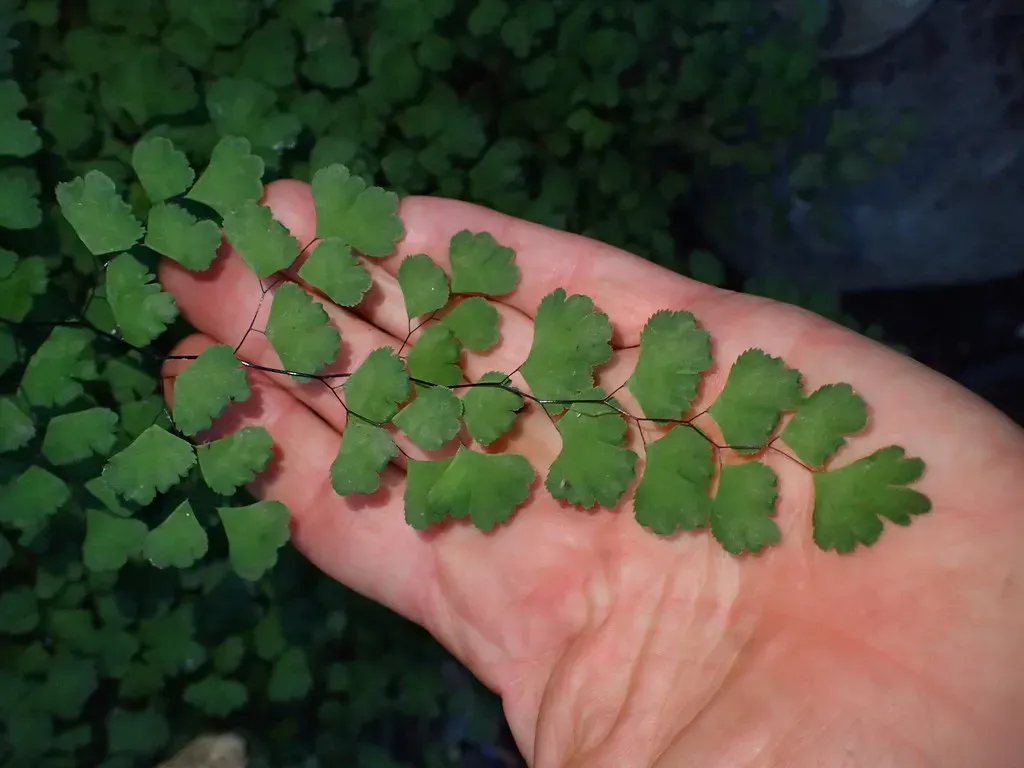 Southern Maidenhair Fern