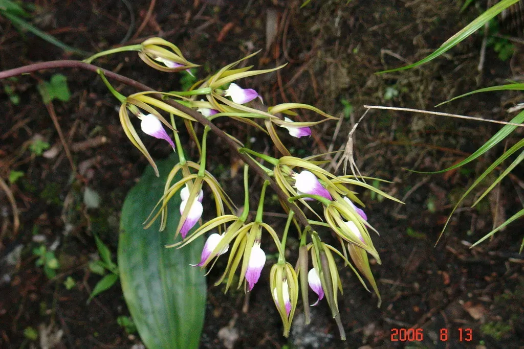 Prosthechea Brassavolae