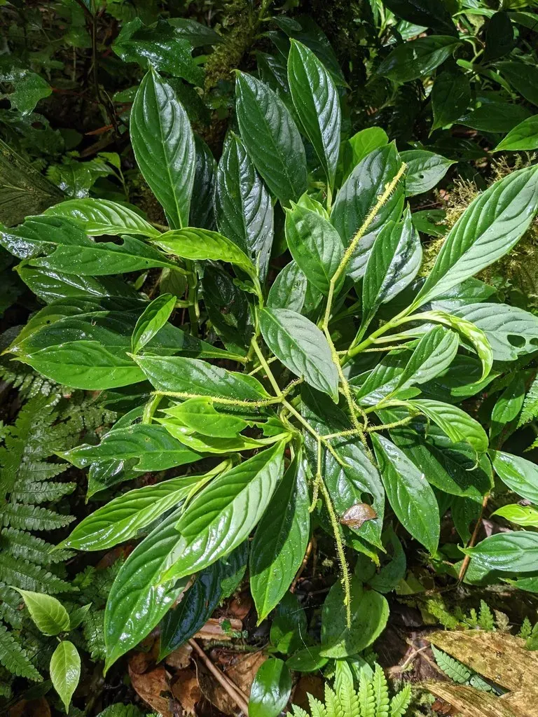 Peperomia Lancifolia